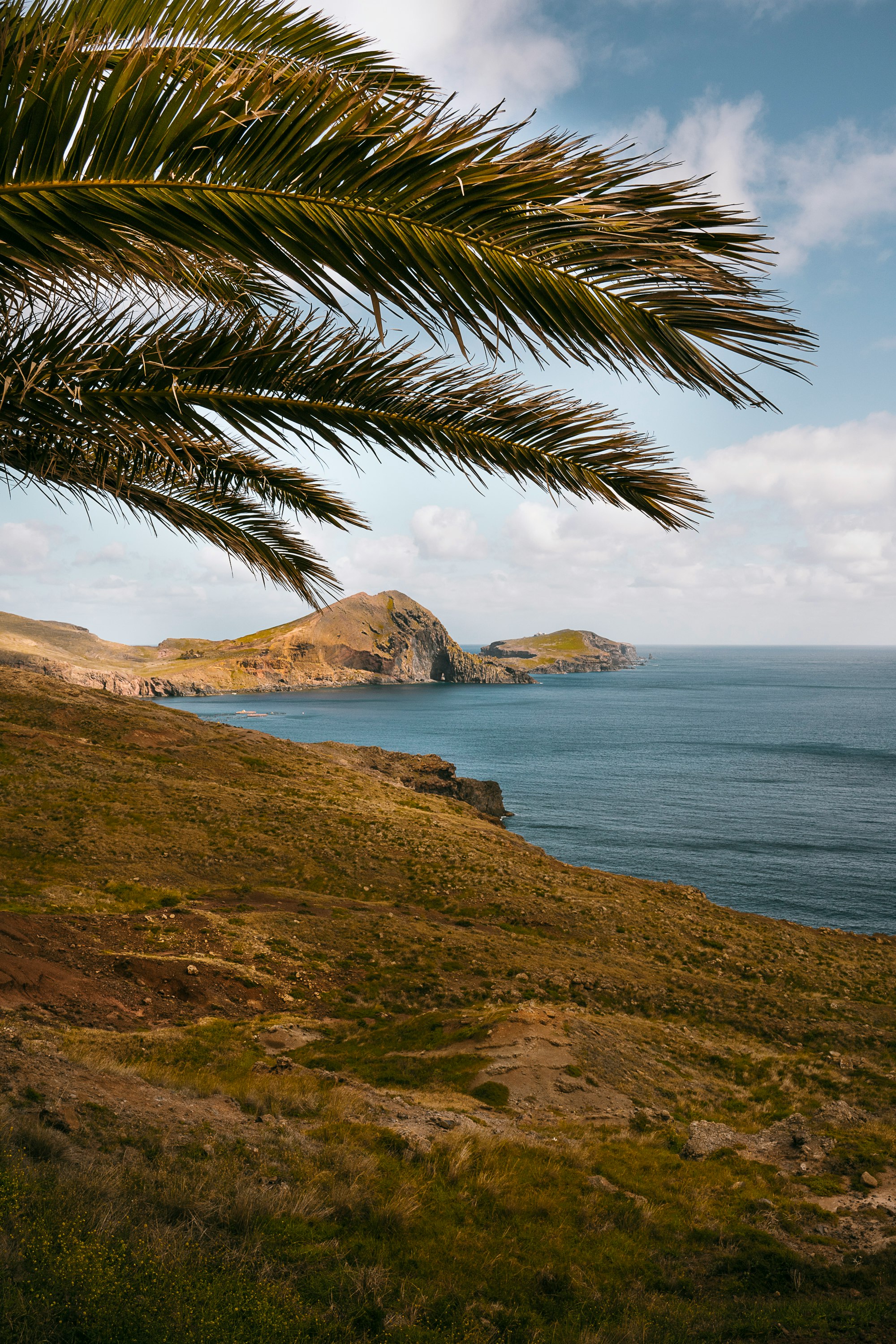 green palm tree near body of water during daytime